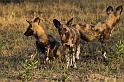 203 Linyanti, wilde honden